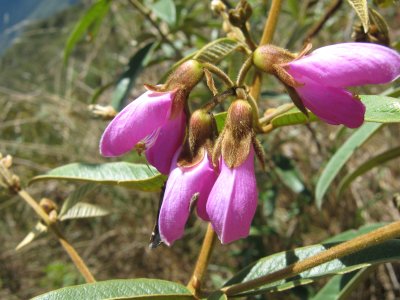 53.Collaea speciosa Huayna pichui FABACEAE