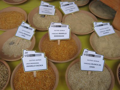 Types of quinua