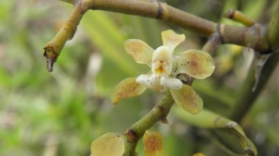 58.Orchidaceae