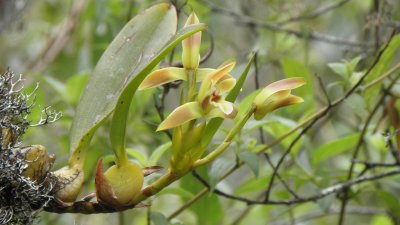  Maxillaria peruviana