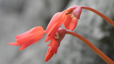 10.Begonia veitchii