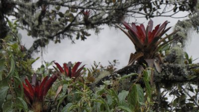 66.Bromeliads in a tree