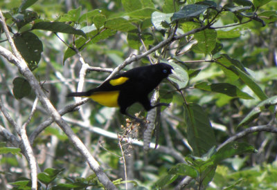 Yellow-Rumped Cicique