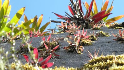 70. Bromeliads on a rock cliff looking straight up