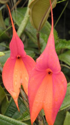 Orchids Of Machu Picchu