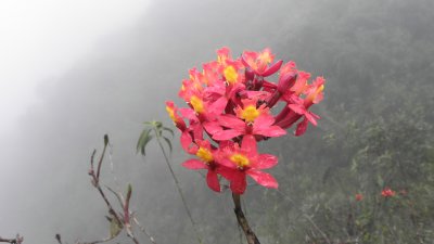 Epidendrum spp.
