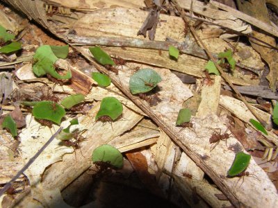 12. Leaf cutter ants