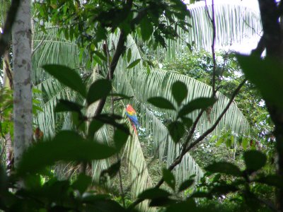 14.Scarlet Macaw