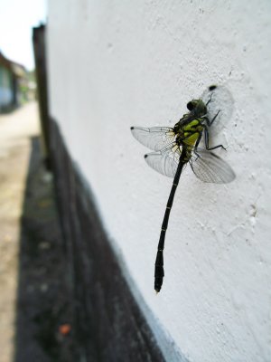 Insect