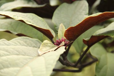 FLOWER & PLANT