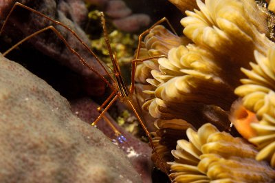 Arrow Crab