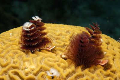 Christmas Tree Worms
