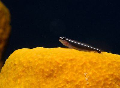 Neon Goby