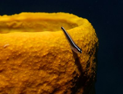 Neon Goby