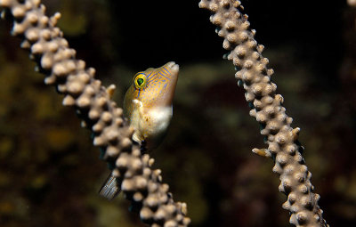 Sharpnose Puffer