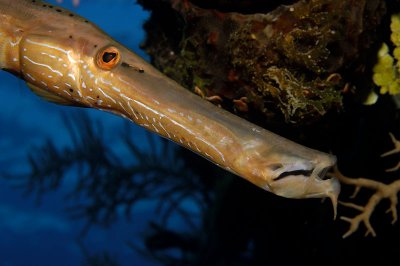 Trumpetfish