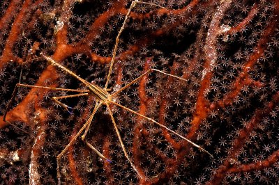 Arrow Crab