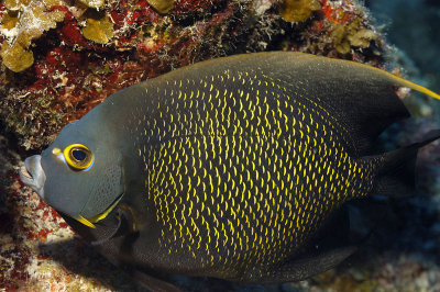 French Angelfish