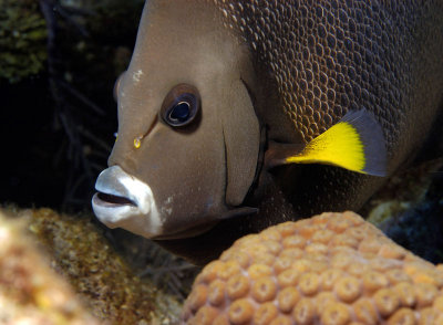 French Angelfish