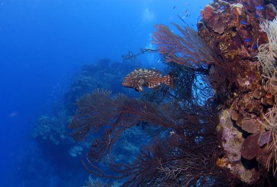 Reef Scene