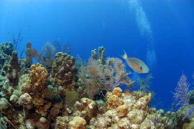 Reef Scene