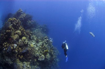 Reef Scene