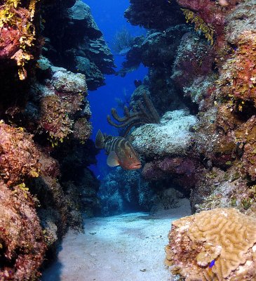 Reef Scene