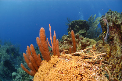 Reef Scene