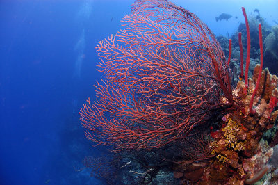 Sea Fan