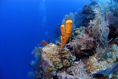Tube Sponges