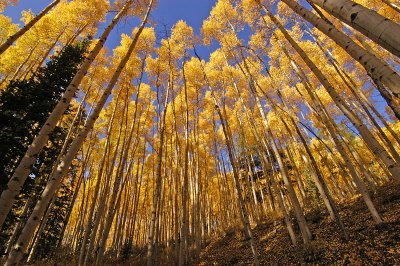 Aspens Overhead 2