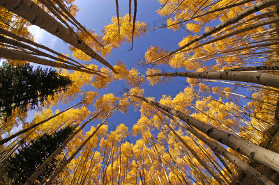 Aspens Overhead 3