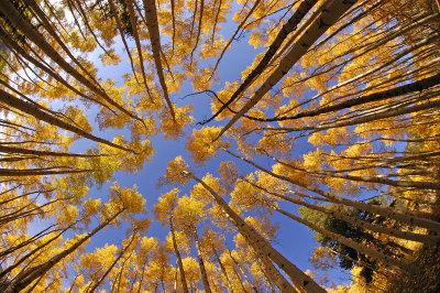 Aspens Overhead 4