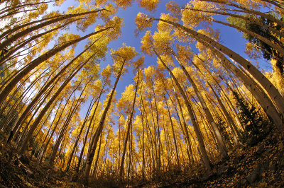 Aspens Overhead 5
