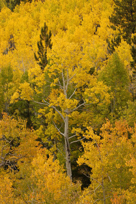 Aspens 1