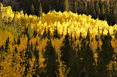 Aspens 3