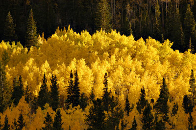 Aspens 4