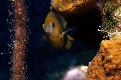 Damselfish