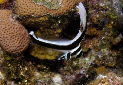 Spotted Drum juvenile