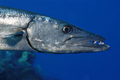 Barracuda