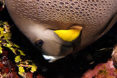 Gray Angelfish