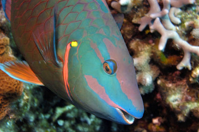 Stoplight Parrotfish terminal phase