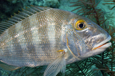 Saucereye Porgy