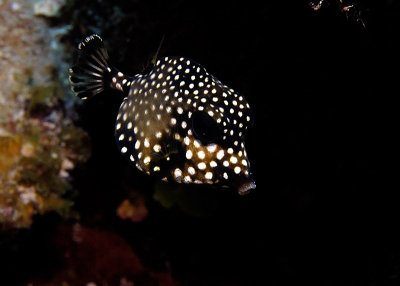 Smooth Trunkfish juvenile