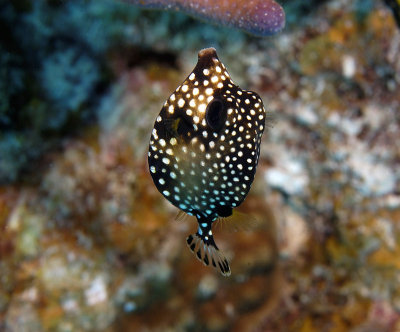 Smooth Trunkfish juvenile