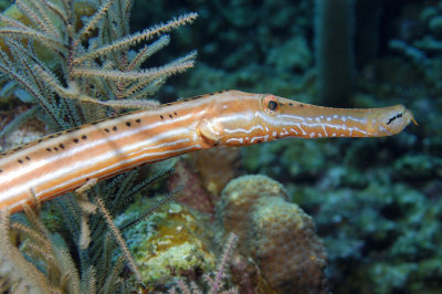 Trumpetfish