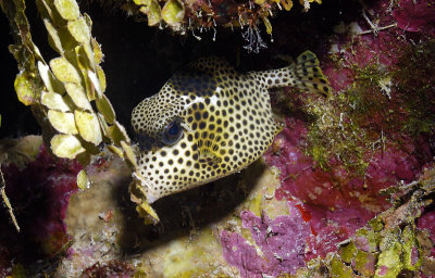 Spotted Trunkfish