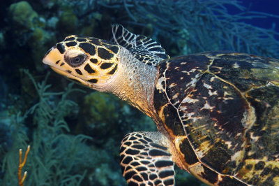 Turtle
