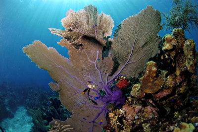 Reef Scene