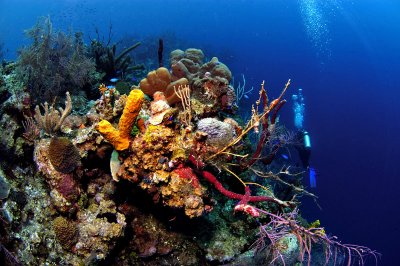 Reef Scene